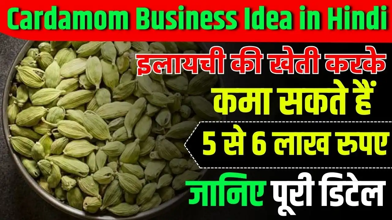 Cardamom Business Idea in Hindi